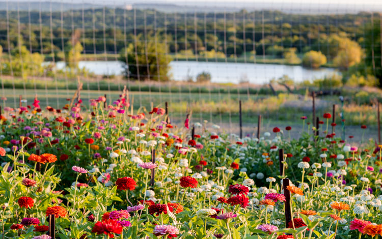 Wildflowers of different colors in field